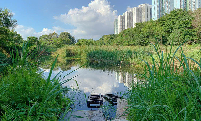 Tin Shui Wai Neighbour-Wood